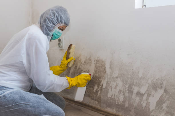 Best Mold Remediation  in Des Moines, IA