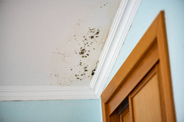 Best Mold Removal Company Near Me  in Des Moines, IA