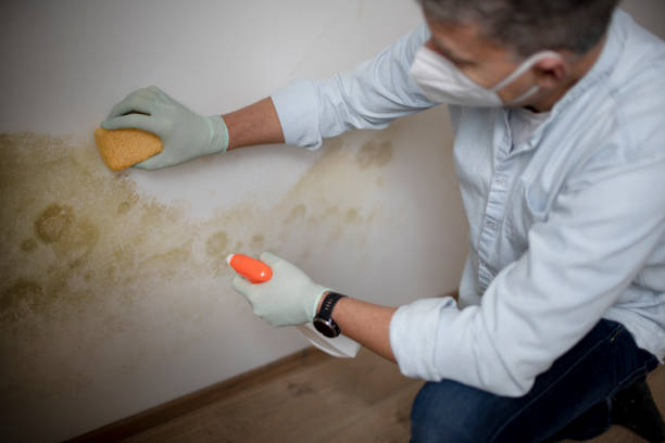 Crawl Space Mold Removal in Des Moines, IA