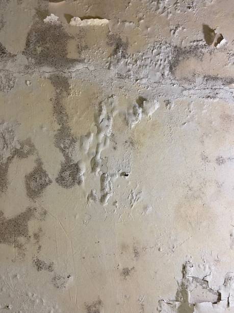 Best Black Mold Removal  in Des Moines, IA