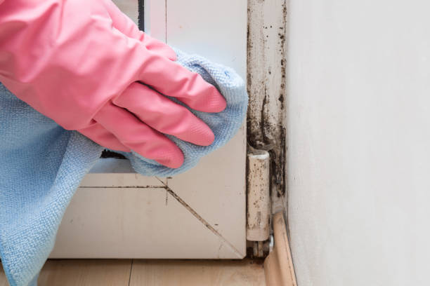 Best Professional Mold Removal  in Des Moines, IA